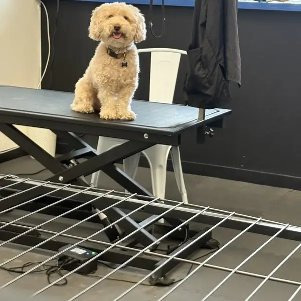 K9 Rox Club dog grooming services
